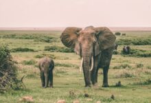 two gray elephants walking surrounded by grass during daytime