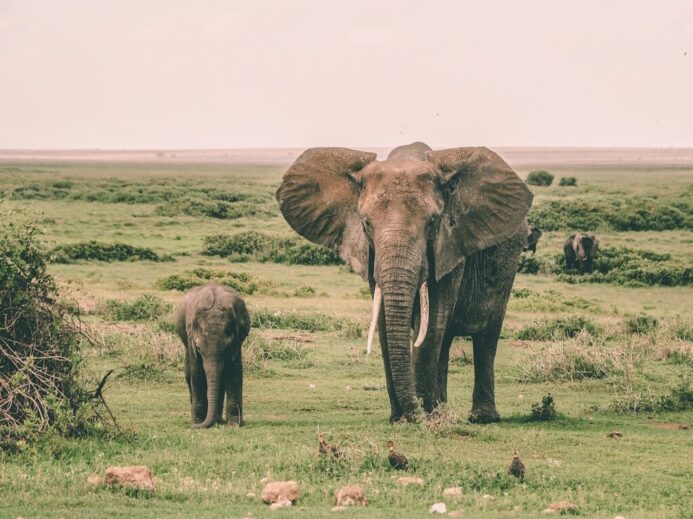 two gray elephants walking surrounded by grass during daytime