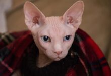 white sphinx covered by red textile