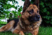 short-coated tan dog on grass field