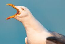 European herring gull