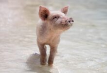 pink piglet