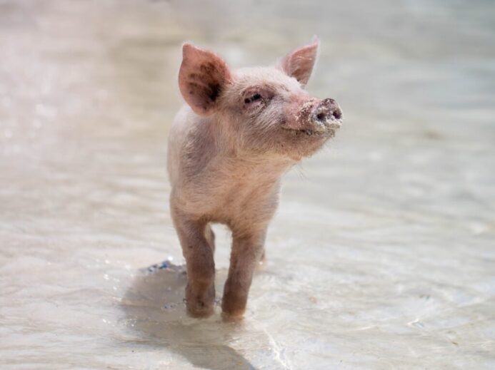 pink piglet