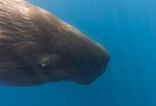 Close Up of Sperm Whale Underwater