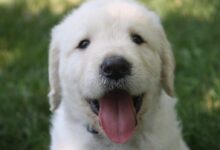 closeup photo of yellow Labrador retriever puppy