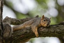 brown squirrel on brown tree branch during daytime