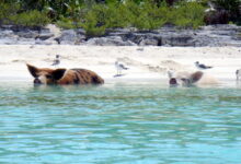 08.2012 Vorobek Bahamas - swimming pigs