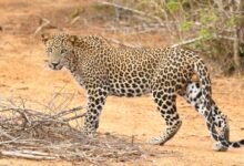 a large leopard walking across a dirt field