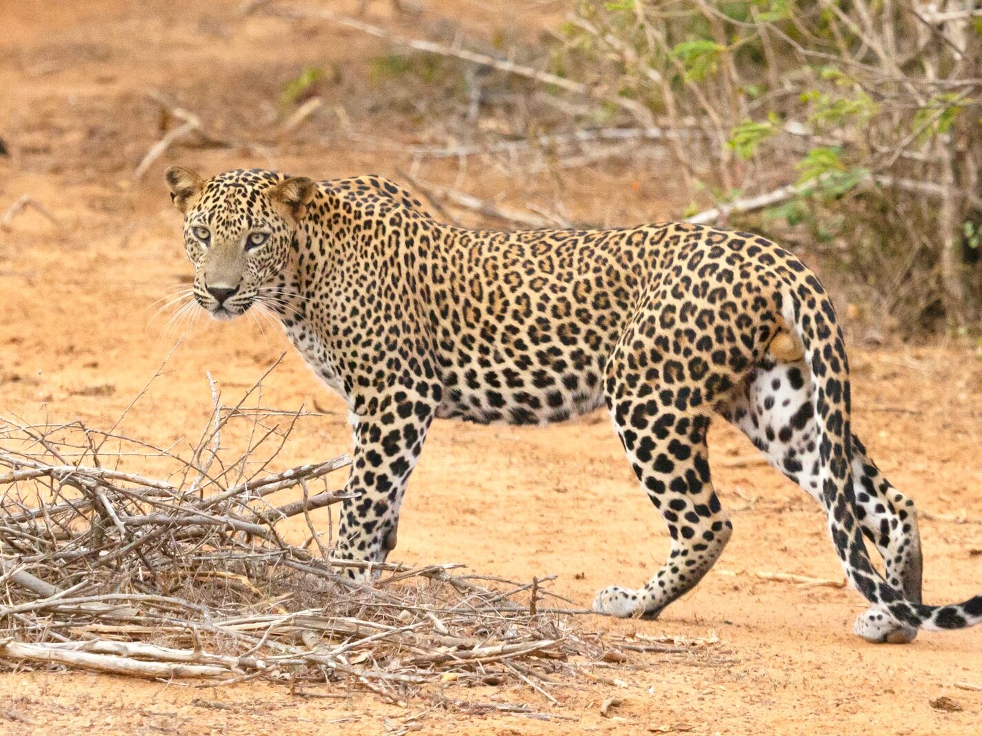 a large leopard walking across a dirt field