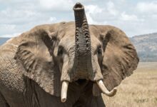 elephant on grass field