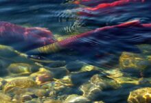 sockeye salmon, adams river, spawning