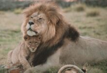 brown lion lying on green grass during daytime