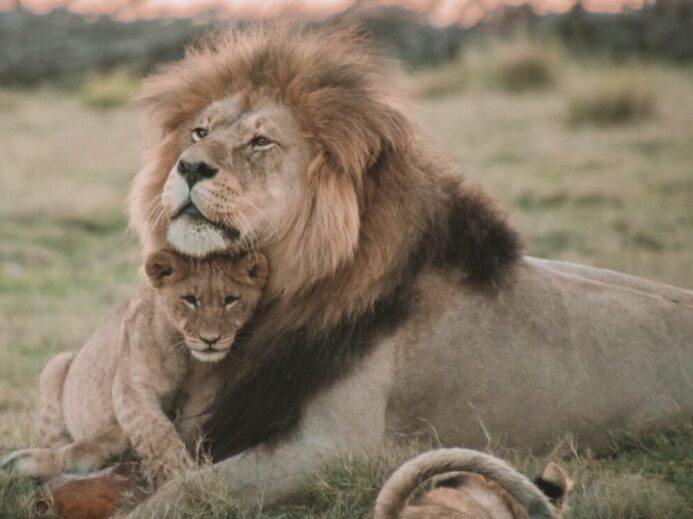 brown lion lying on green grass during daytime