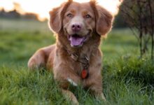 brown short coated dog on green grass field during daytime