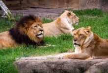 lion and lioness lying on green grass during daytime