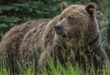 brown bear on green grass during daytime