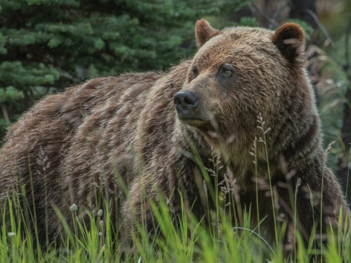 brown bear on green grass during daytime