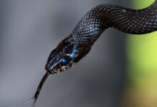 black and brown snake in close up photography