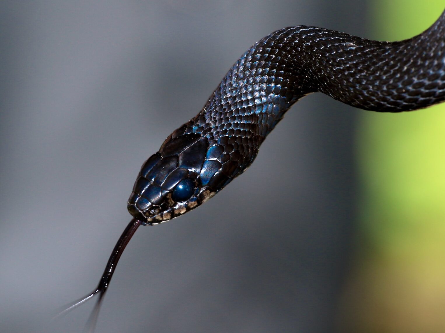 black and brown snake in close up photography