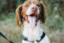 Dogfully - Kimbo