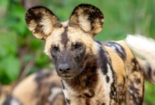 a close up of a hyena looking at the camera