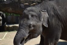black elephant in close up photography during daytime