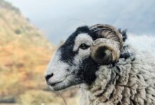 white ram near mountain at daytime