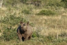 brown elephant on green grass field during daytime