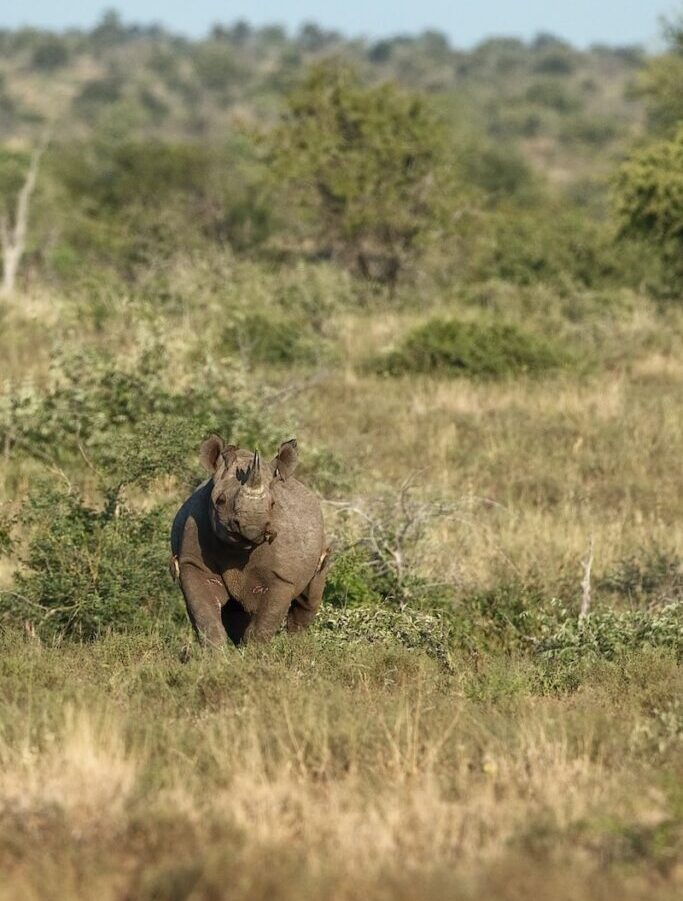 brown elephant on green grass field during daytime
