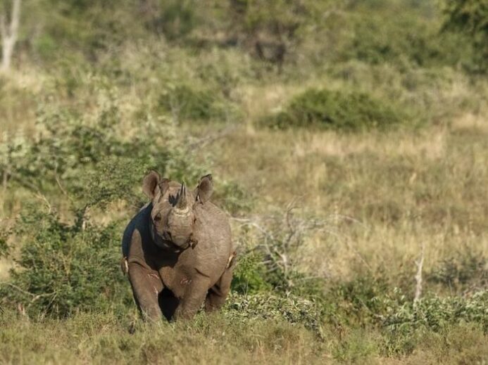brown elephant on green grass field during daytime