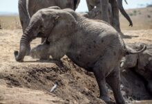 elephant climbing on ground