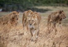 pride of lion walking on dried grass