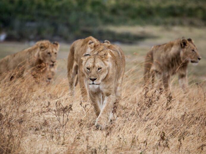 pride of lion walking on dried grass