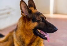 brown and black German shepherd dog
