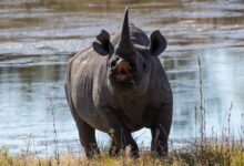 black triceratops near river