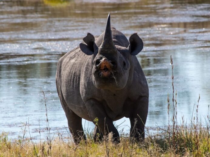black triceratops near river
