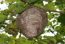 hornet nest