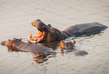 brown and black crocodile on water during daytime