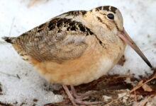 American Woodcock