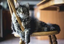 brown tabby cat on wooden windsor chair
