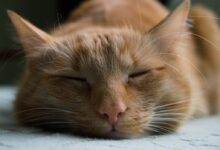 orange tabby cat sleeping on white textile
