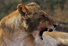 wildlife photography of lioness