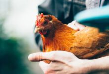 brown hen on person's hand