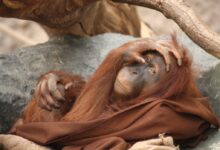 an orangutan is wrapped up in a blanket