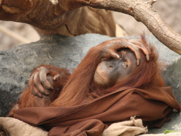 an orangutan is wrapped up in a blanket