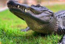 crocodile on green grass during daytime