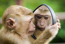 monkey looking at mirror