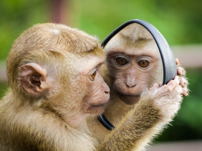 monkey looking at mirror