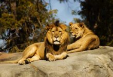 shallow focus photography of lion and lioness
