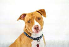 brown and white American Pit Bull Terrier puppy